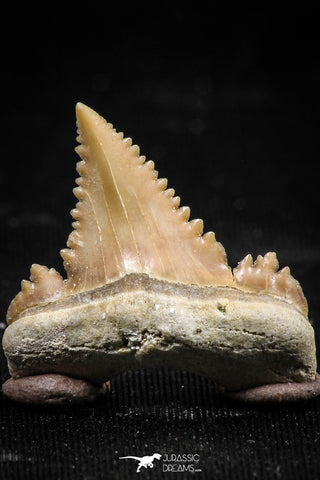 06061 - Top Beautiful 1.03 Inch Palaeocarcharodon orientalis (Pygmy white Shark) Tooth