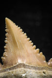06061 - Top Beautiful 1.03 Inch Palaeocarcharodon orientalis (Pygmy white Shark) Tooth