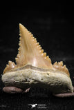 06061 - Top Beautiful 1.03 Inch Palaeocarcharodon orientalis (Pygmy white Shark) Tooth