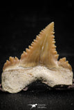 06061 - Top Beautiful 1.03 Inch Palaeocarcharodon orientalis (Pygmy white Shark) Tooth