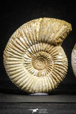 22150 - Top Beautiful Collection of 3 Perisphinctes virguloides Late Jurassic Ammonite - Madagascar