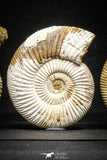 22150 - Top Beautiful Collection of 3 Perisphinctes virguloides Late Jurassic Ammonite - Madagascar
