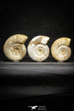 22150 - Top Beautiful Collection of 3 Perisphinctes virguloides Late Jurassic Ammonite - Madagascar
