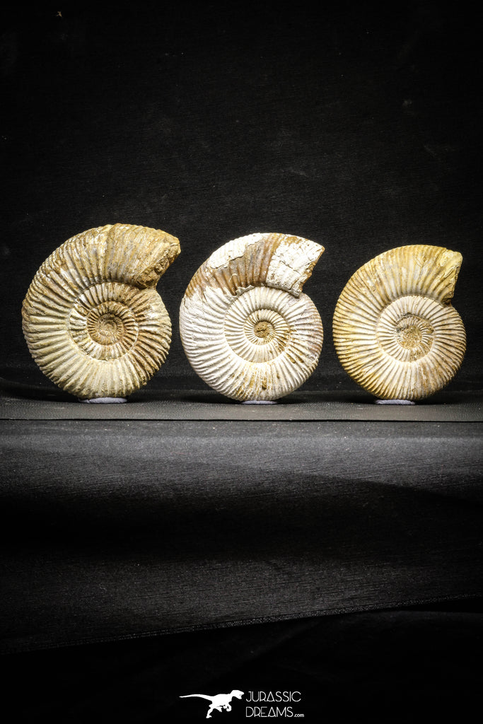 22150 - Top Beautiful Collection of 3 Perisphinctes virguloides Late Jurassic Ammonite - Madagascar