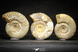 22150 - Top Beautiful Collection of 3 Perisphinctes virguloides Late Jurassic Ammonite - Madagascar