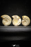 22150 - Top Beautiful Collection of 3 Perisphinctes virguloides Late Jurassic Ammonite - Madagascar