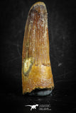88830 - Top Beautiful 1.49 Inch Juvenile Spinosaurus Dinosaur Tooth Cretaceous