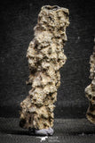 22152 - Nice Collection of 5 Fulgurites ("Petrified lightning") Collected in Algeria