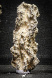 22152 - Nice Collection of 5 Fulgurites ("Petrified lightning") Collected in Algeria