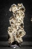 22152 - Nice Collection of 5 Fulgurites ("Petrified lightning") Collected in Algeria