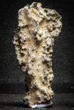 22152 - Nice Collection of 5 Fulgurites ("Petrified lightning") Collected in Algeria