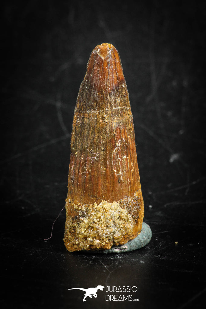 88835 - Top Beautiful 1.22 Inch Juvenile Spinosaurus Dinosaur Tooth Cretaceous