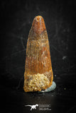 88835 - Top Beautiful 1.22 Inch Juvenile Spinosaurus Dinosaur Tooth Cretaceous