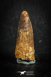 88835 - Top Beautiful 1.22 Inch Juvenile Spinosaurus Dinosaur Tooth Cretaceous