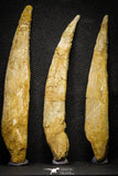 22154 - Great Collection of 6 Hybodus Shark Dorsal Spine Cretaceous KemKem Beds