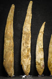 22154 - Great Collection of 6 Hybodus Shark Dorsal Spine Cretaceous KemKem Beds