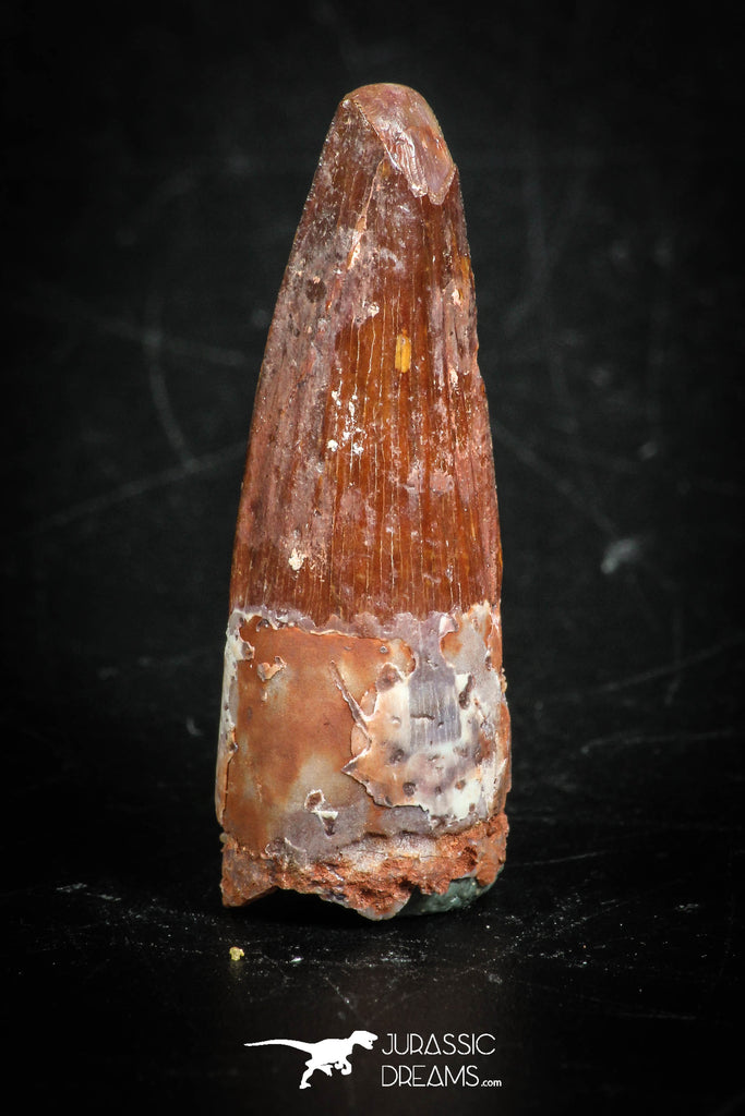 88840 - Top Beautiful 1.21 Inch Juvenile Spinosaurus Dinosaur Tooth Cretaceous