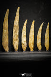 22154 - Great Collection of 6 Hybodus Shark Dorsal Spine Cretaceous KemKem Beds
