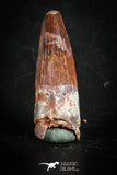 88840 - Top Beautiful 1.21 Inch Juvenile Spinosaurus Dinosaur Tooth Cretaceous
