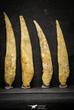 22154 - Great Collection of 6 Hybodus Shark Dorsal Spine Cretaceous KemKem Beds