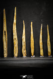 22154 - Great Collection of 6 Hybodus Shark Dorsal Spine Cretaceous KemKem Beds