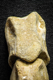22155 - Top Rare 4.23 Inch Spinosaurus Dinosaur Hand 2 Phalanx Bones Cretaceous KemKem
