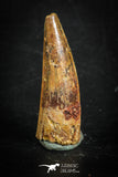88843 - Top Beautiful 1.18 Inch Juvenile Spinosaurus Dinosaur Tooth Cretaceous