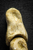 22155 - Top Rare 4.23 Inch Spinosaurus Dinosaur Hand 2 Phalanx Bones Cretaceous KemKem
