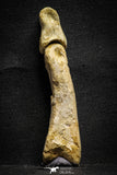 22155 - Top Rare 4.23 Inch Spinosaurus Dinosaur Hand 2 Phalanx Bones Cretaceous KemKem