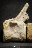 22156 - Top Rare Spinosaurus Dinosaur Partial Caudal (Tail) Vertebra Bones Cretaceous KemKem Beds