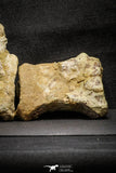 22156 - Top Rare Spinosaurus Dinosaur Partial Caudal (Tail) Vertebra Bones Cretaceous KemKem Beds