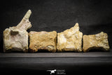 22156 - Top Rare Spinosaurus Dinosaur Partial Caudal (Tail) Vertebra Bones Cretaceous KemKem Beds