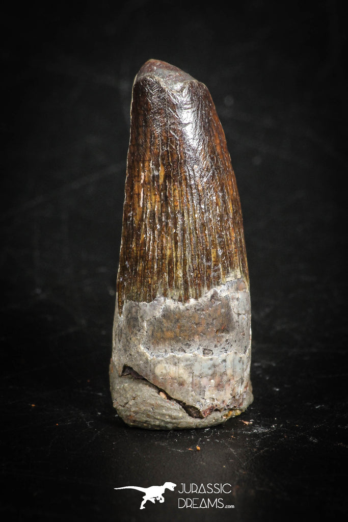88853 - Top Beautiful 0.94 Inch Juvenile Spinosaurus Dinosaur Tooth Cretaceous