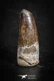 88853 - Top Beautiful 0.94 Inch Juvenile Spinosaurus Dinosaur Tooth Cretaceous