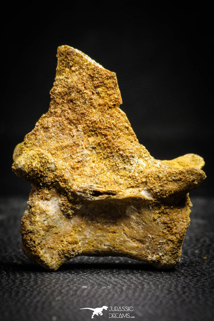 22159 - Top Rare 1.87 Inch Unidentified Theropod Dinosaur Vertebra Bone Cretaceous KemKem Beds