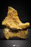 22159 - Top Rare 1.87 Inch Unidentified Theropod Dinosaur Vertebra Bone Cretaceous KemKem Beds