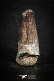88853 - Top Beautiful 0.94 Inch Juvenile Spinosaurus Dinosaur Tooth Cretaceous