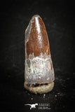 88854 - Top Beautiful 0.90 Inch Juvenile Spinosaurus Dinosaur Tooth Cretaceous