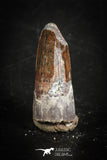 88854 - Top Beautiful 0.90 Inch Juvenile Spinosaurus Dinosaur Tooth Cretaceous