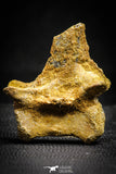 22159 - Top Rare 1.87 Inch Unidentified Theropod Dinosaur Vertebra Bone Cretaceous KemKem Beds