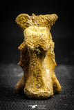 22159 - Top Rare 1.87 Inch Unidentified Theropod Dinosaur Vertebra Bone Cretaceous KemKem Beds