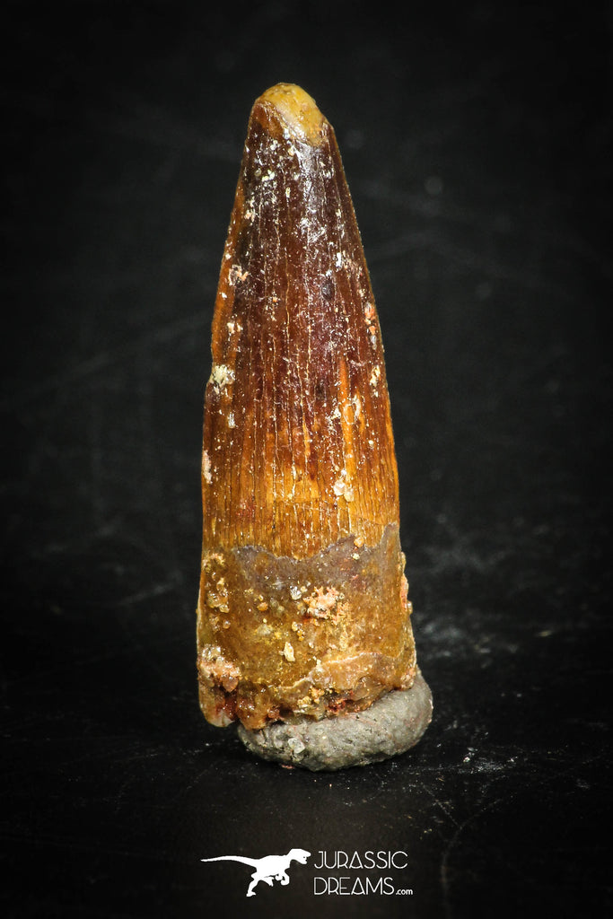 88858 - Top Beautiful 0.94 Inch Juvenile Spinosaurus Dinosaur Tooth Cretaceous