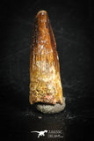 88858 - Top Beautiful 0.94 Inch Juvenile Spinosaurus Dinosaur Tooth Cretaceous