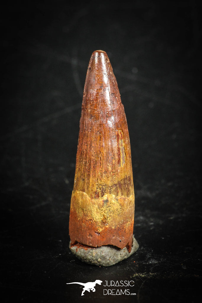 88860 - Top Beautiful 0.94 Inch Juvenile Spinosaurus Dinosaur Tooth Cretaceous