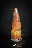88860 - Top Beautiful 0.94 Inch Juvenile Spinosaurus Dinosaur Tooth Cretaceous