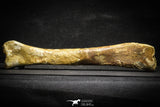 22162 - Top Rare 8.27 Inch Unidentified Theropod Dinosaur Limb Bone Cretaceous KemKem Beds