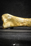 22162 - Top Rare 8.27 Inch Unidentified Theropod Dinosaur Limb Bone Cretaceous KemKem Beds