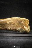 22162 - Top Rare 8.27 Inch Unidentified Theropod Dinosaur Limb Bone Cretaceous KemKem Beds
