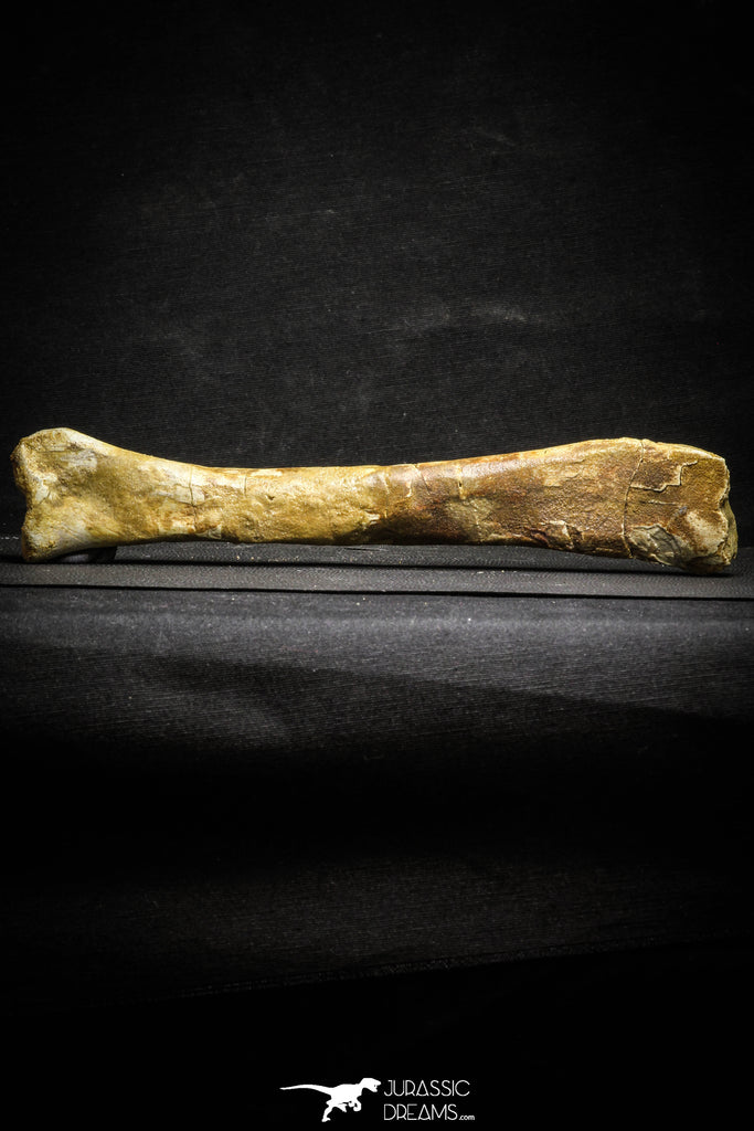 22162 - Top Rare 8.27 Inch Unidentified Theropod Dinosaur Limb Bone Cretaceous KemKem Beds