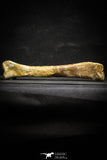 22162 - Top Rare 8.27 Inch Unidentified Theropod Dinosaur Limb Bone Cretaceous KemKem Beds